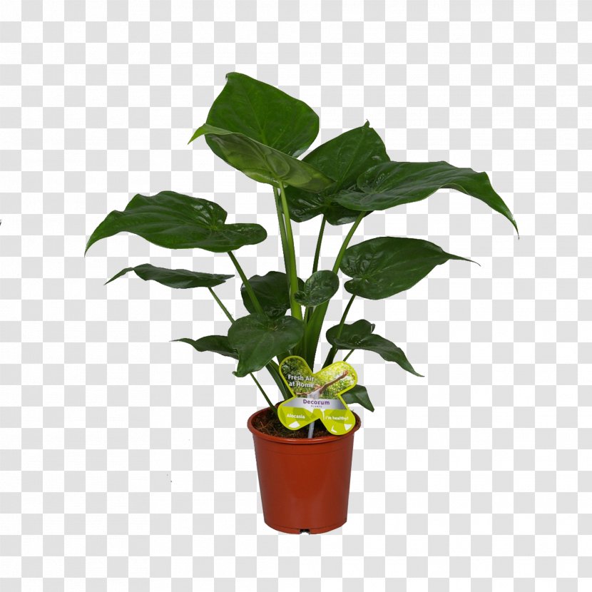 Leaf Flowerpot Houseplant Plant Stem Transparent PNG
