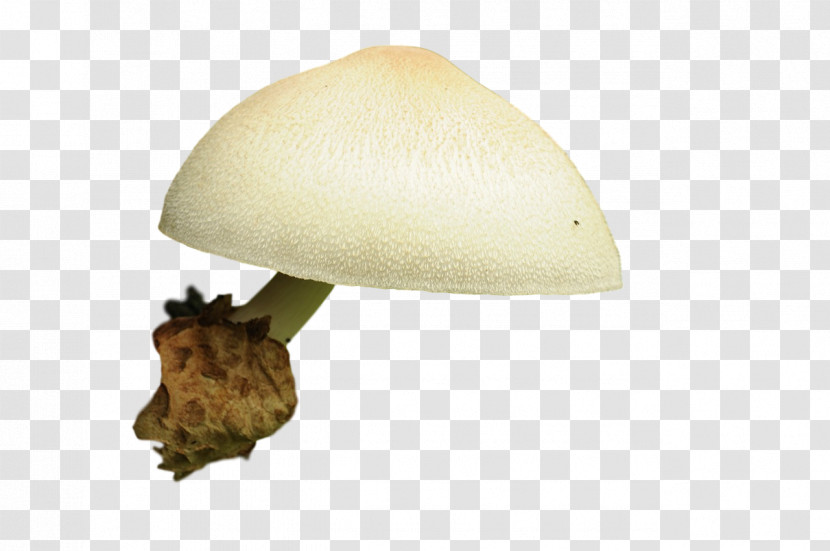 Mushroom Transparent PNG