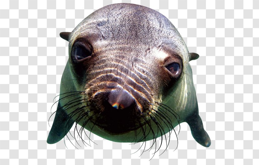 California Sea Lion Pinniped Offshore Adventures Animal - Rescue Swimmer - Nature Animals Seal Transparent PNG