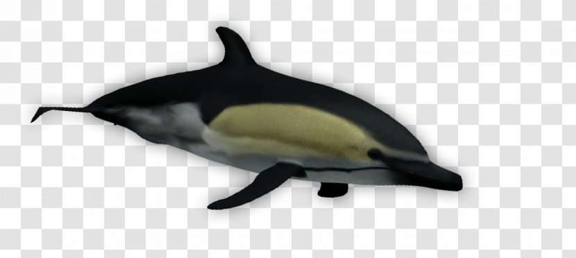 Short-beaked Common Dolphin - Short Beaked - Whitebeaked Transparent PNG
