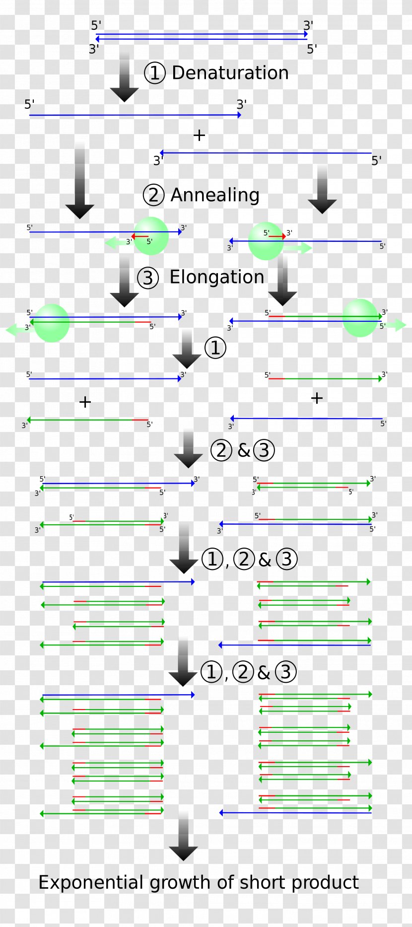 The Polymerase Chain Reaction DNA Real-time - Number - Rice Cooker Transparent PNG