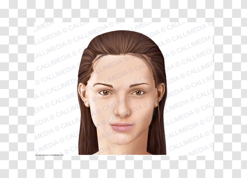 Anatomia Y Fisiologia Anatomy Physiology Cheek Head - Face Transparent PNG