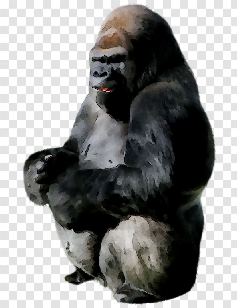 Ape Western Gorilla Image Clip Art - Primate Transparent PNG