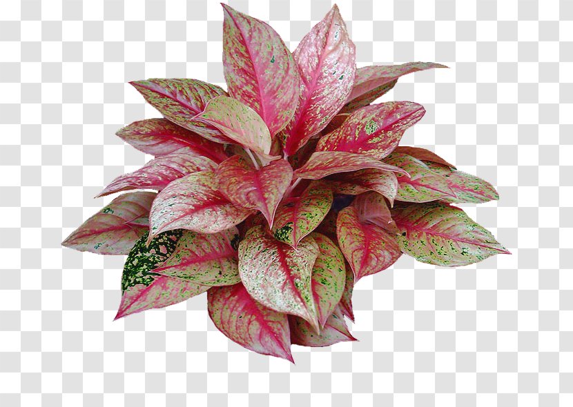 Flower Houseplant Chinese Evergreen Ornamental Plant - Dracaena Transparent PNG