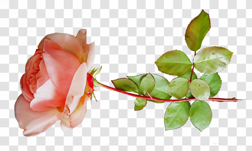 Garden Roses Transparent PNG