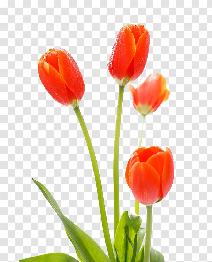 Tulip Cut Flowers - Spring Transparent PNG