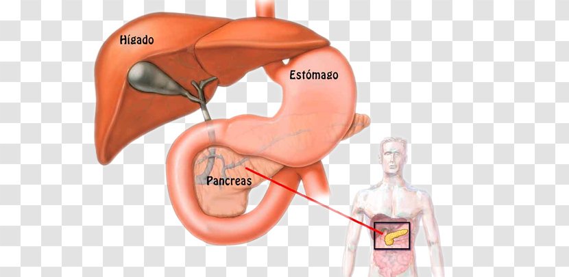 Pancreas Human Body Physiology Anatomy Pancreatic Cancer - Tree Transparent PNG