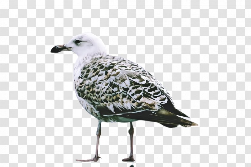 Bird Beak Gull European Herring Seabird - Black Bellied Plover Transparent PNG