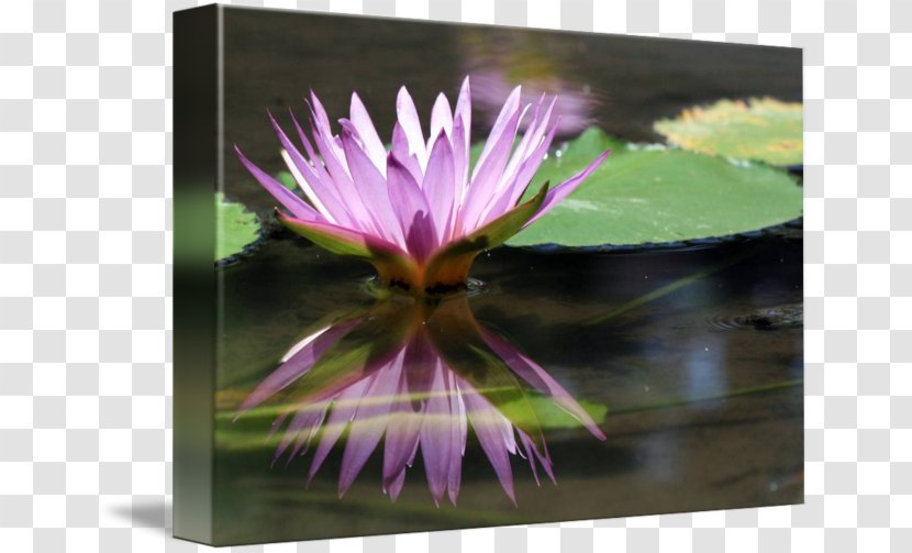 Flowering Plant Wildflower Aquatic Plants - Flower Transparent PNG