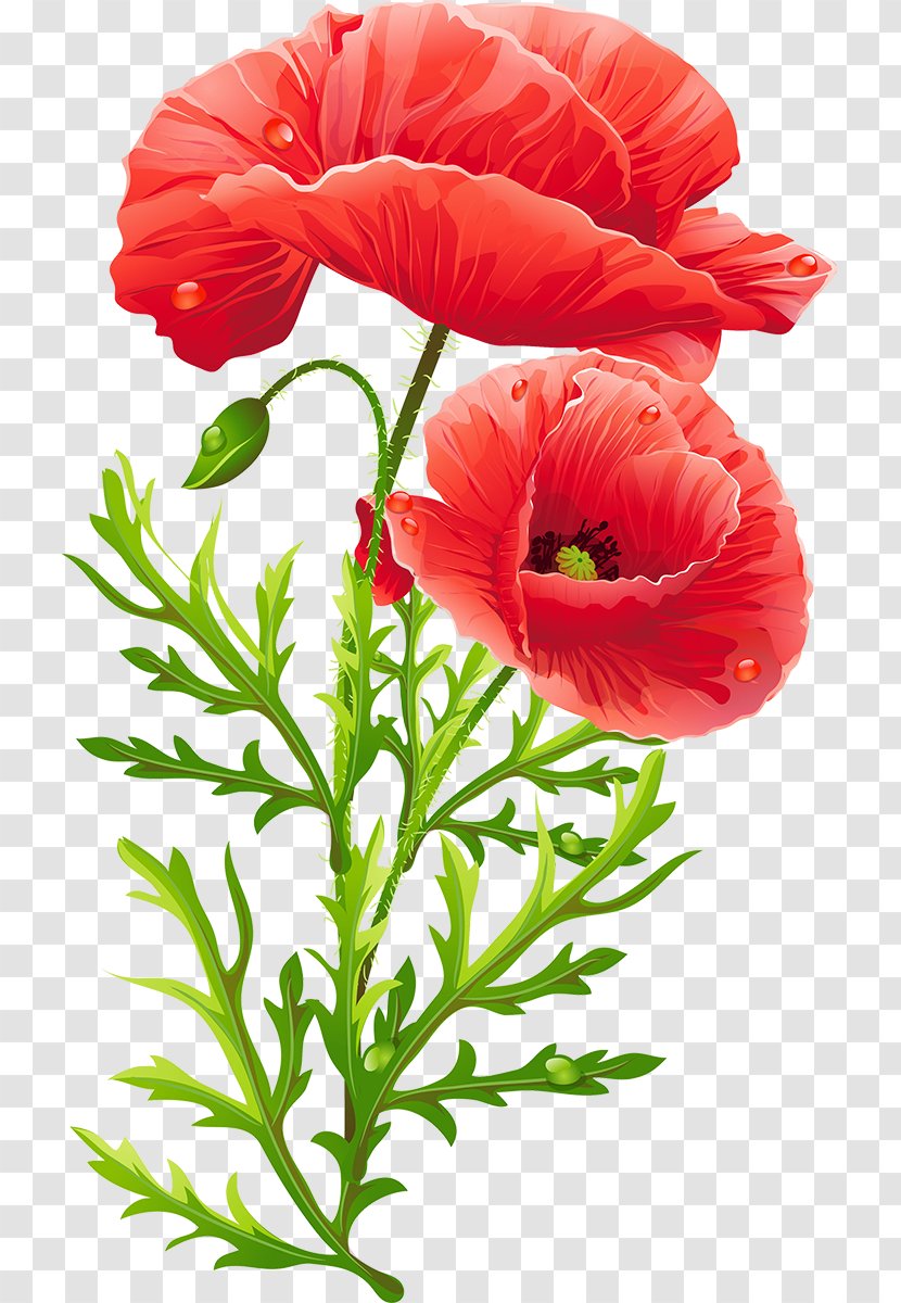 Common Poppy Flower Opium Remembrance - Poppies Martinborough Transparent PNG