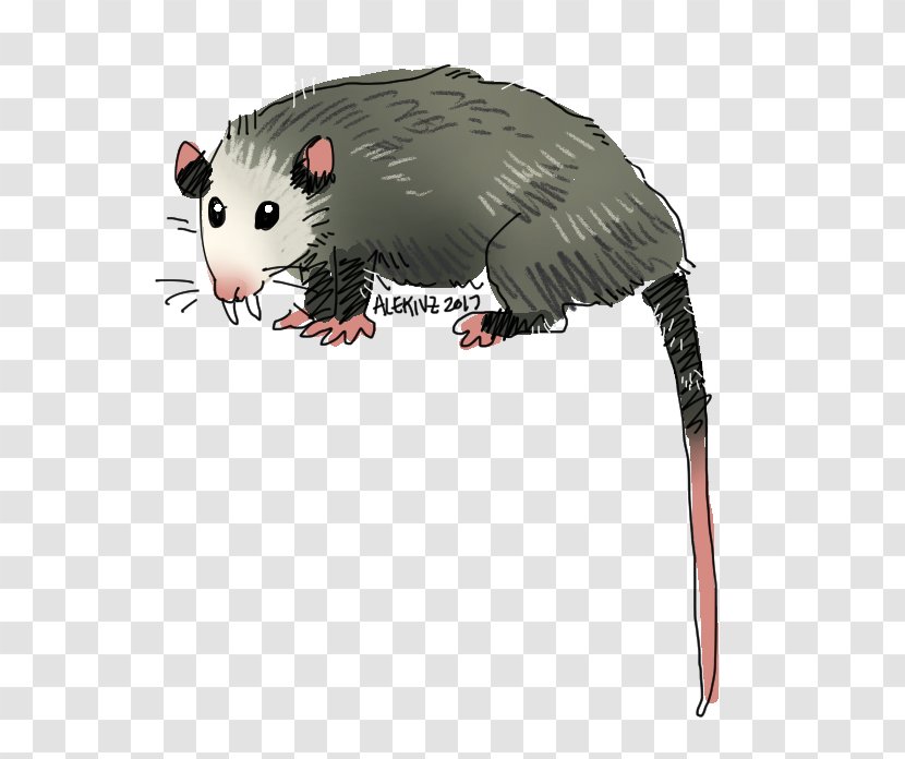 Common Opossum Snout Whiskers Computer Mouse - Rat Transparent PNG