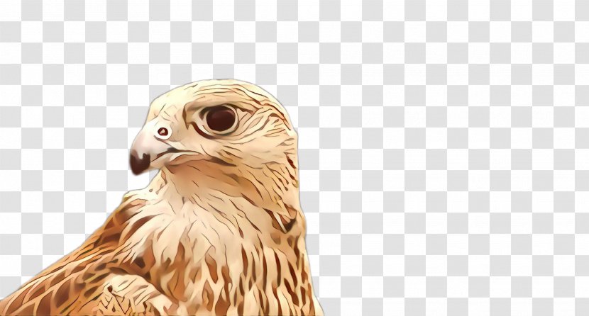 Bird Of Prey Hawk Beak Falcon - Accipitridae Kite Transparent PNG