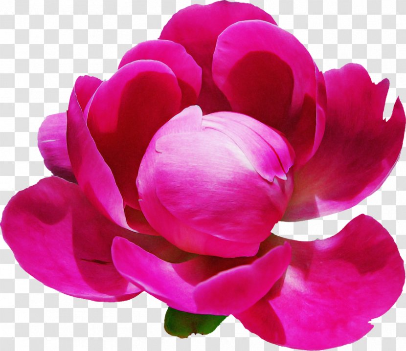 Petal Pink Flower Magenta Plant - Cut Flowers Purple Transparent PNG
