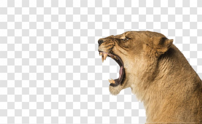 Lion Stock Photography Roar Wallpaper - Royaltyfree - Lions Physical Map Pattern Transparent PNG