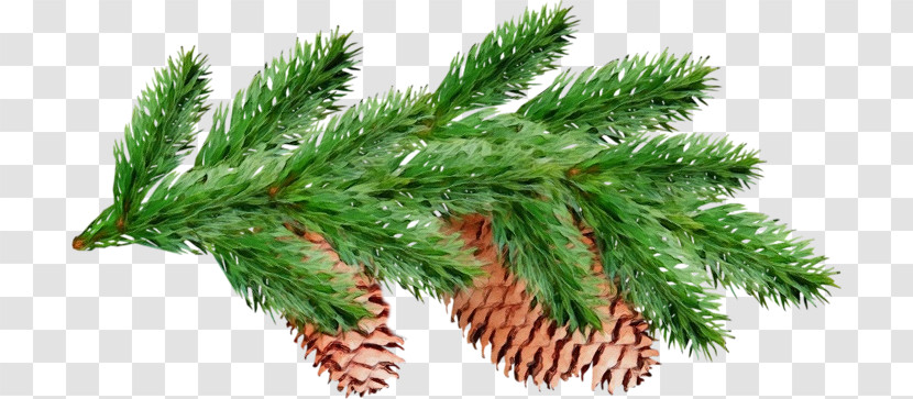 Shortleaf Black Spruce Columbian Spruce White Pine Yellow Fir Red Pine Transparent PNG
