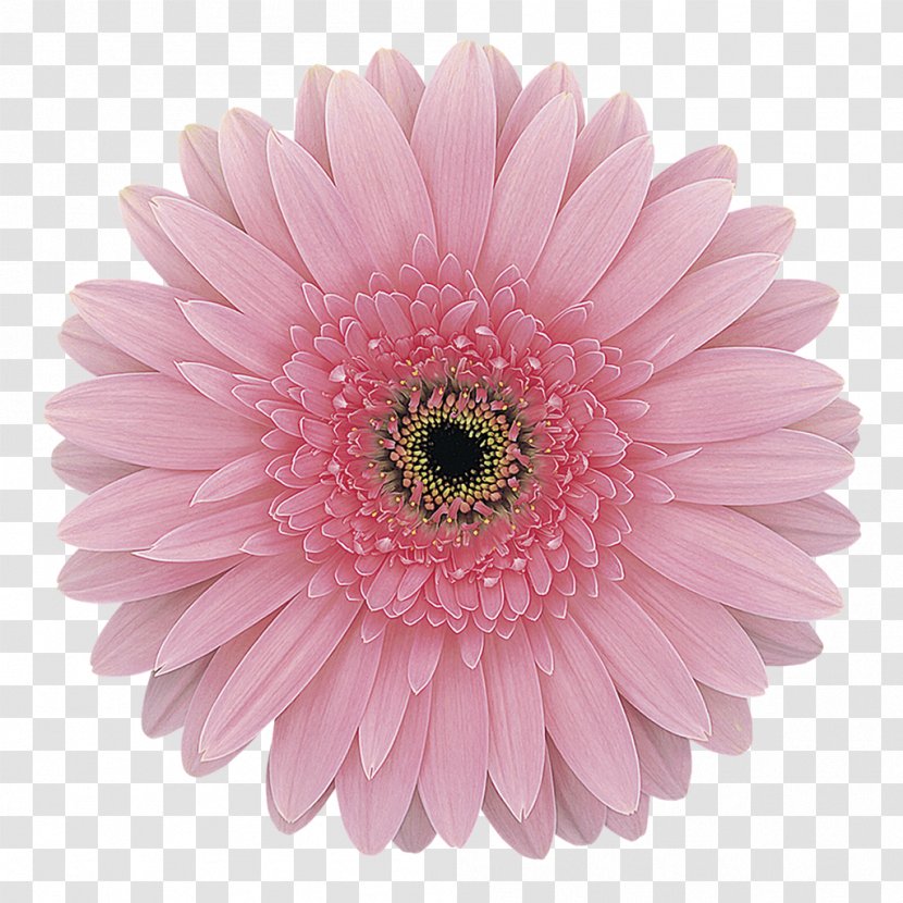 Transvaal Daisy Pink Cut Flowers Rose - Blue - Gerbera Transparent PNG