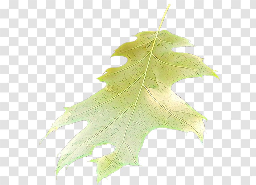 Family Tree Background - Black Maple - Silver Planetree Transparent PNG