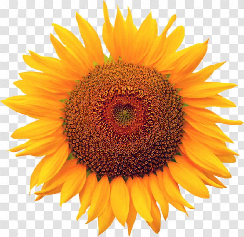 Image File Formats Computer - Flowering Plant - Sunflower Transparent PNG