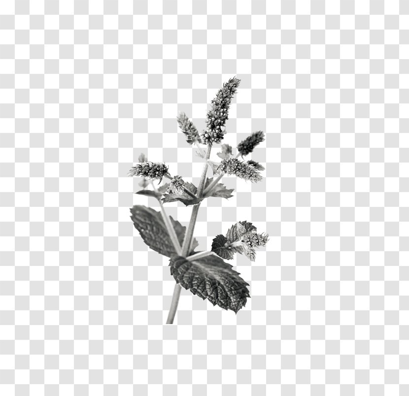 Chinese Herbology Crude Drug Medicinal Plants - Leaf - Mint Transparent PNG