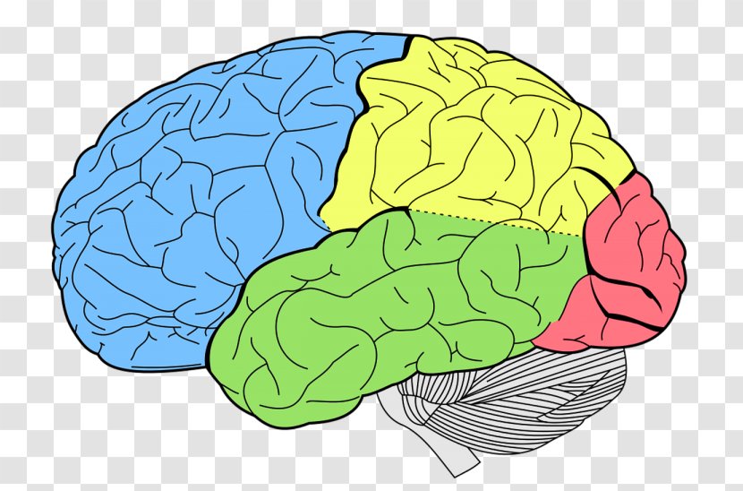 Lobes Of The Brain Frontal Lobe Temporal Occipital - Watercolor Transparent PNG