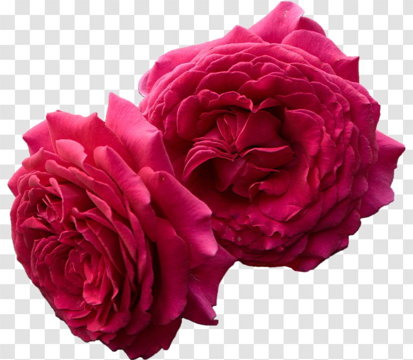 Garden Roses Cabbage Rose Floribunda Carnation Cut Flowers - Peony Transparent PNG