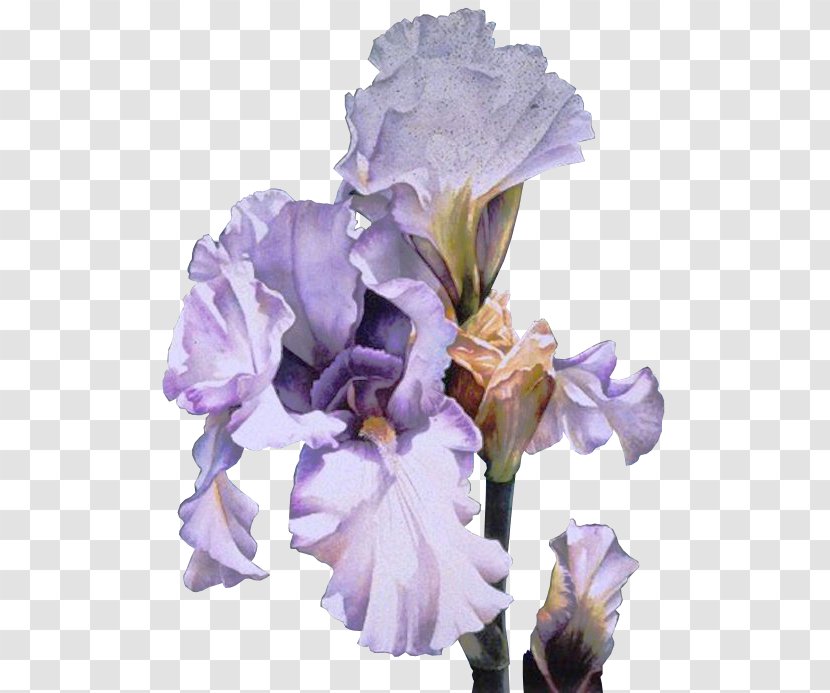 Orris Root Clip Art Irises Flower GIF - Mauve Transparent PNG