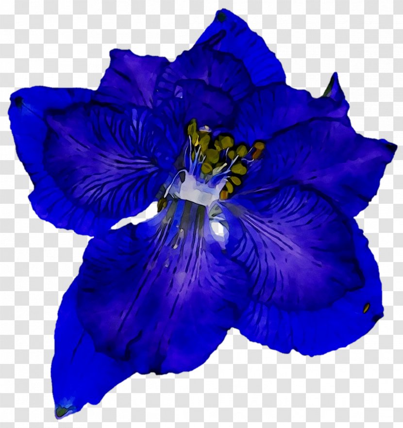 Violaceae Cut Flowers - Morning Glory Transparent PNG