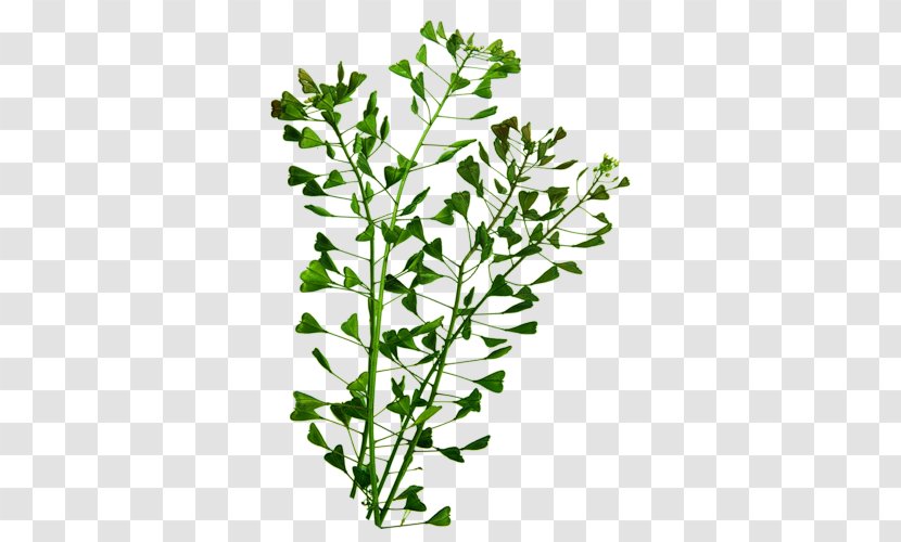 Herbaceous Plant Subshrub Stem Herbalism - Leaf Transparent PNG