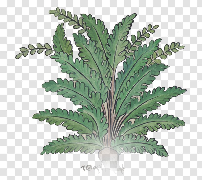 Fern Flowerpot Leaf Herb - Ferns And Horsetails Transparent PNG
