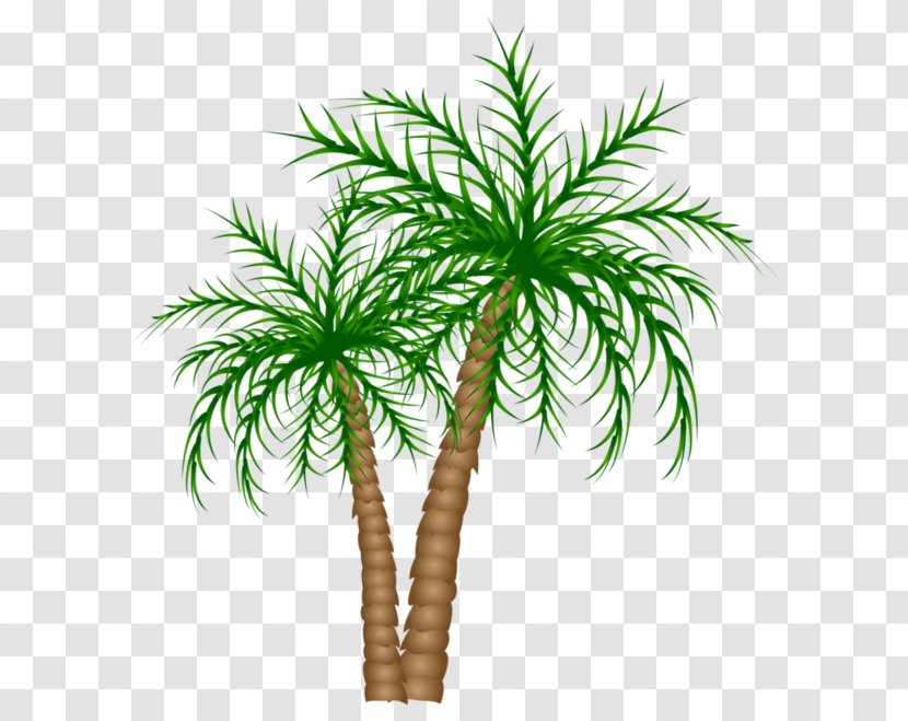Arecaceae Tree Date Palm Clip Art - Woody Plant - Green Coconut Transparent PNG