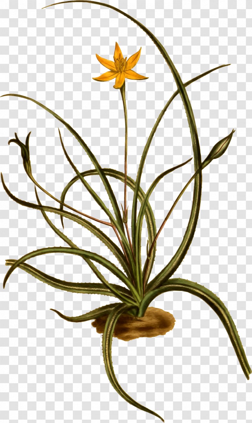 Clip Art Openclipart Flowering Plant Plants Hypoxis - Flora - Flowerpot Transparent PNG