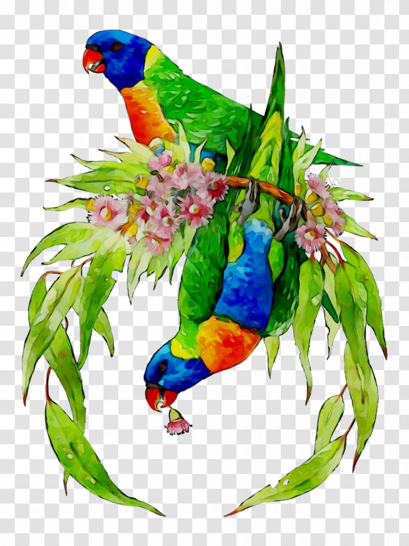 Lovebird Macaw Loriini Parakeet Feather - Budgie Transparent PNG
