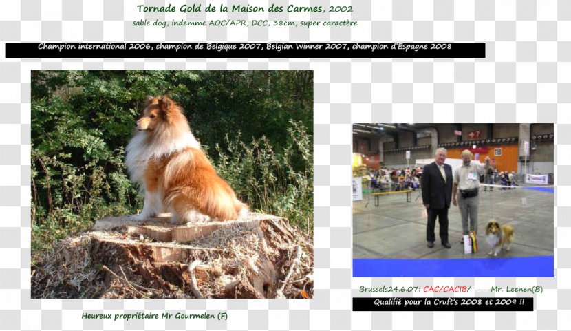 Dog Breed 2002 Mercury Sable Shetland Sheepdog 0 - Photo Caption - AOC International Transparent PNG