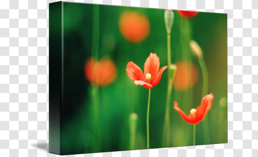 Meadow Tulip Desktop Wallpaper Wildflower Petal Transparent PNG