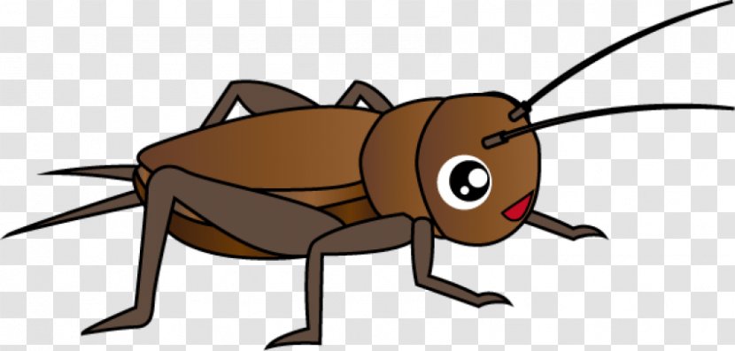 Clip Art Cockroach Cricket Beetle - Grylloidea Transparent PNG