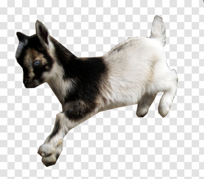 American Lamancha Goat Nigerian Dwarf Fainting Cat Animal - Tame Transparent PNG