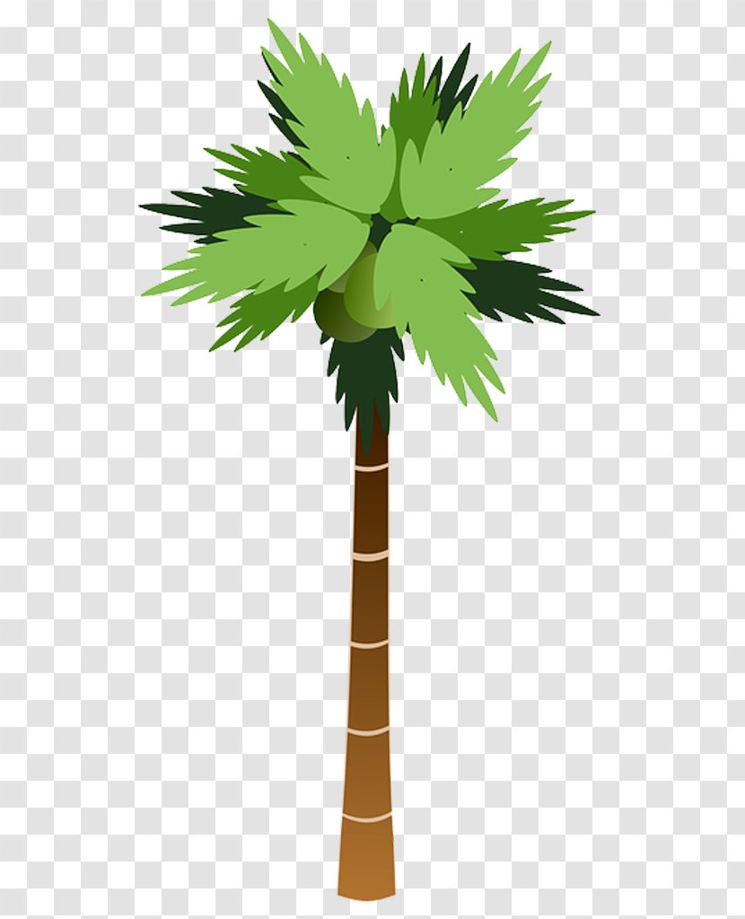 Arecaceae Tree Coconut Clip Art - Borassus Flabellifer Transparent PNG