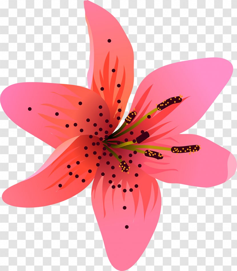 Lilium Flowering Plant Liliaceae Petal - Lily M - Lilly Transparent PNG