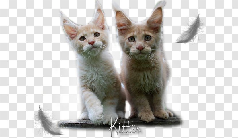 Kitten Maine Coon American Wirehair Javanese Cat German Rex - Domestic Short Haired - Cats Black Transparent PNG