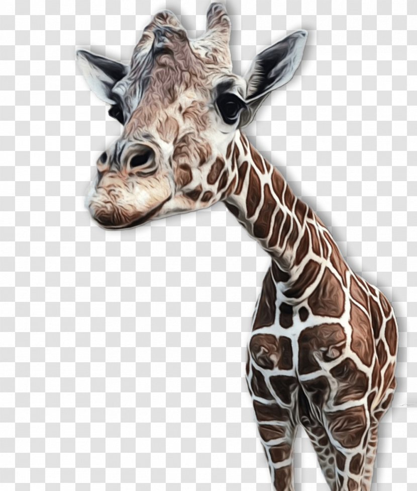 Giraffe Giraffidae Terrestrial Animal Wildlife Head - Neck Figure Transparent PNG