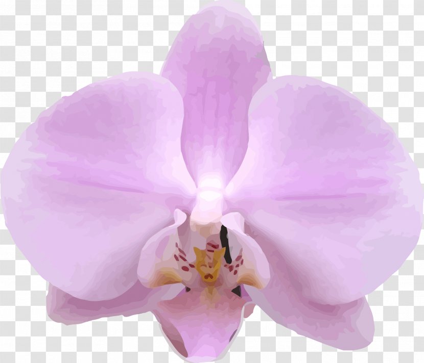Moth Orchids Plant Lilac Cattleya - Doctors Transparent PNG