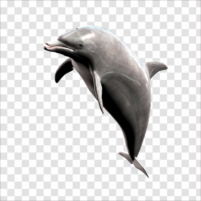 Short-beaked Common Dolphin Striped Whale - Marine Mammal Transparent PNG
