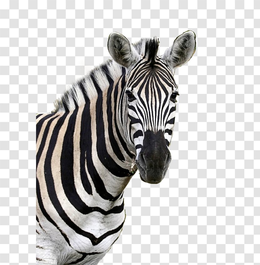 Drawing Photography Monochrome - Zebra - Design Transparent PNG