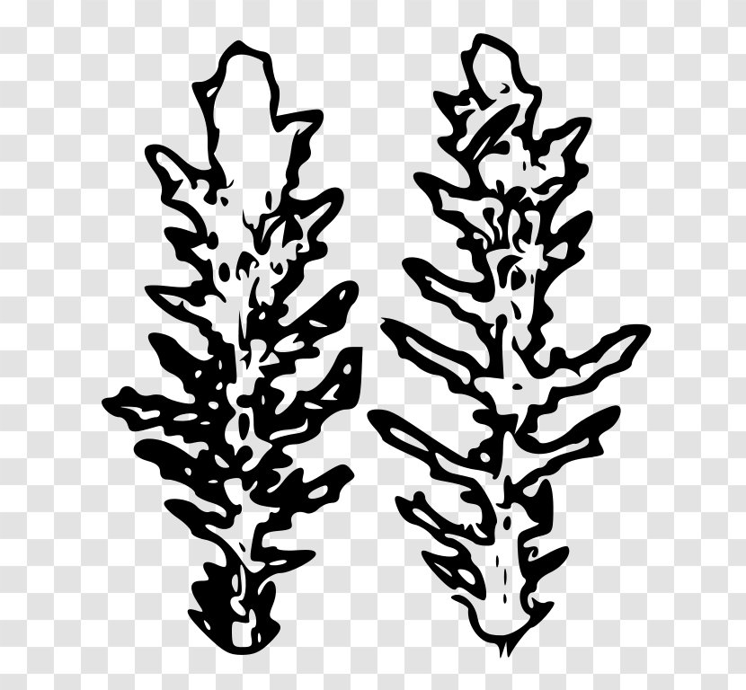 Common Groundsel Senecio Eboracensis Plant Pine Family Genus Transparent PNG