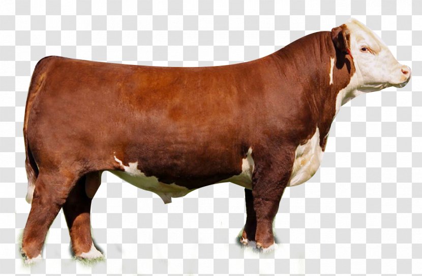 Hereford Cattle Angus Shorthorn Limousin Simmental - Bull Transparent PNG