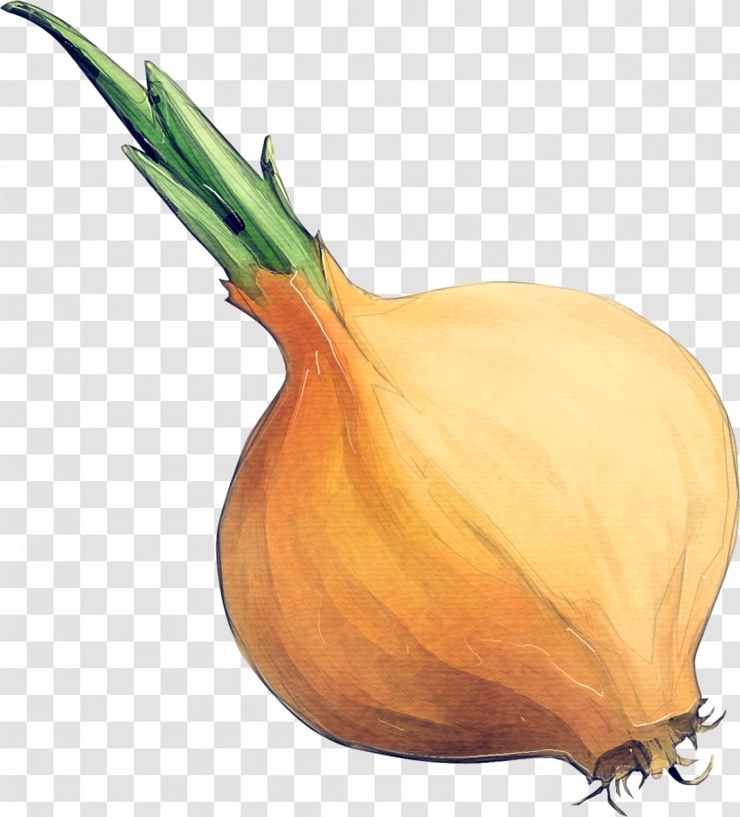 Yellow Onion Vegetable Shallot Plant - Natural Foods Pearl Transparent PNG