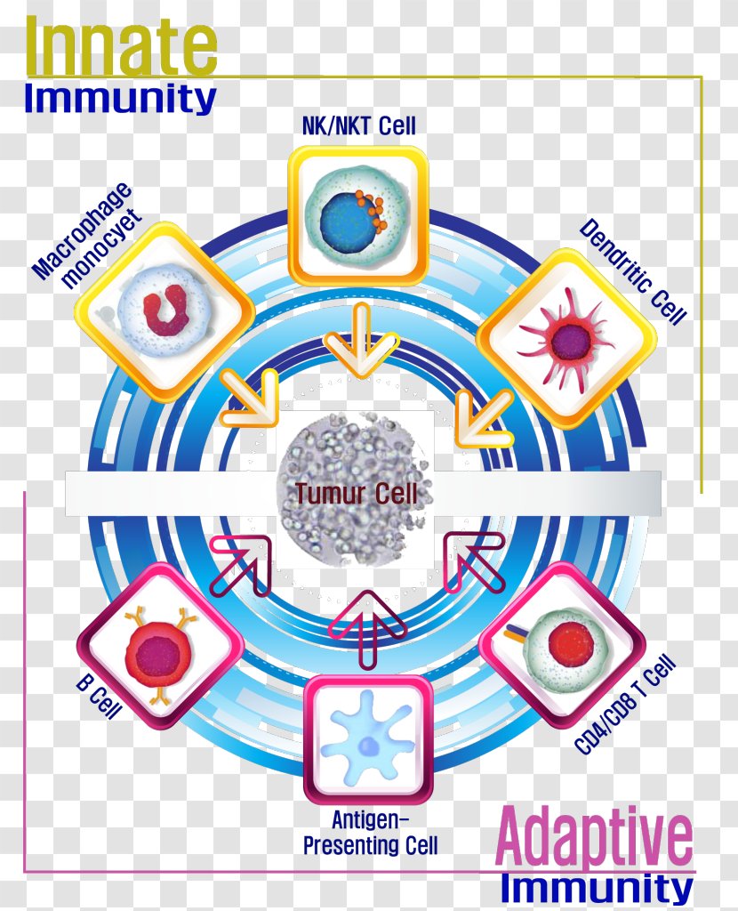 Cell Therapy Immunity Natural Killer Cancer - Neoplasm - Dendritic Transparent PNG