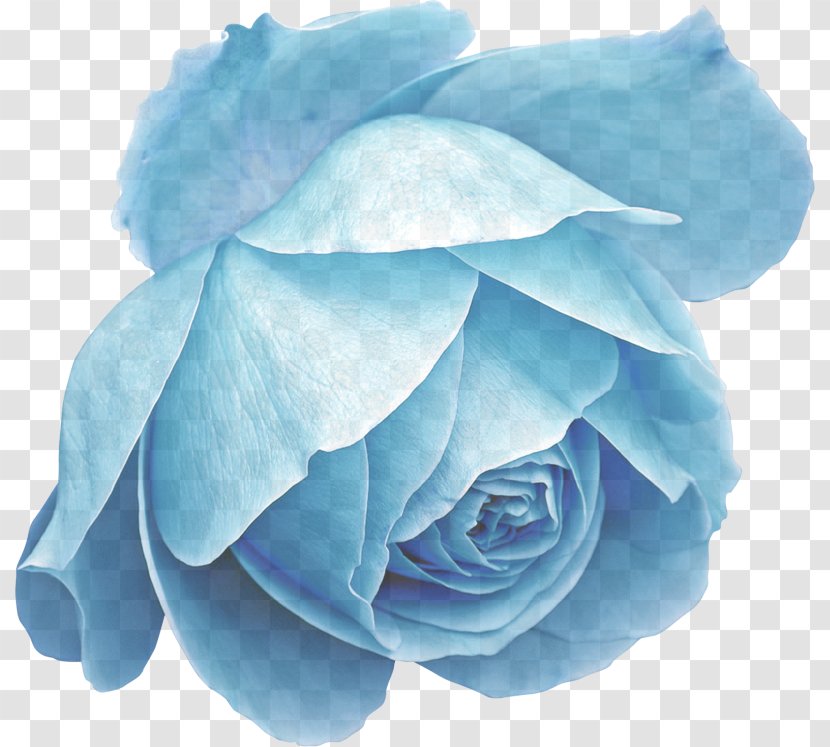 Blue Rose - Order - Plant Transparent PNG