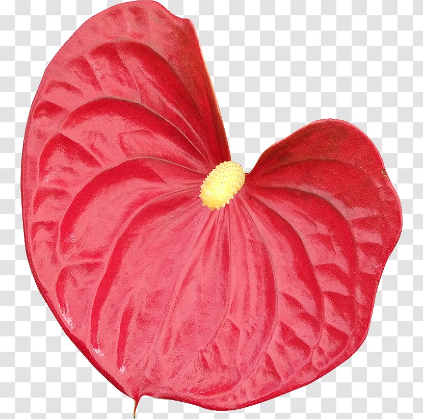 Petal Royalty-free Photography Flower Transparent PNG