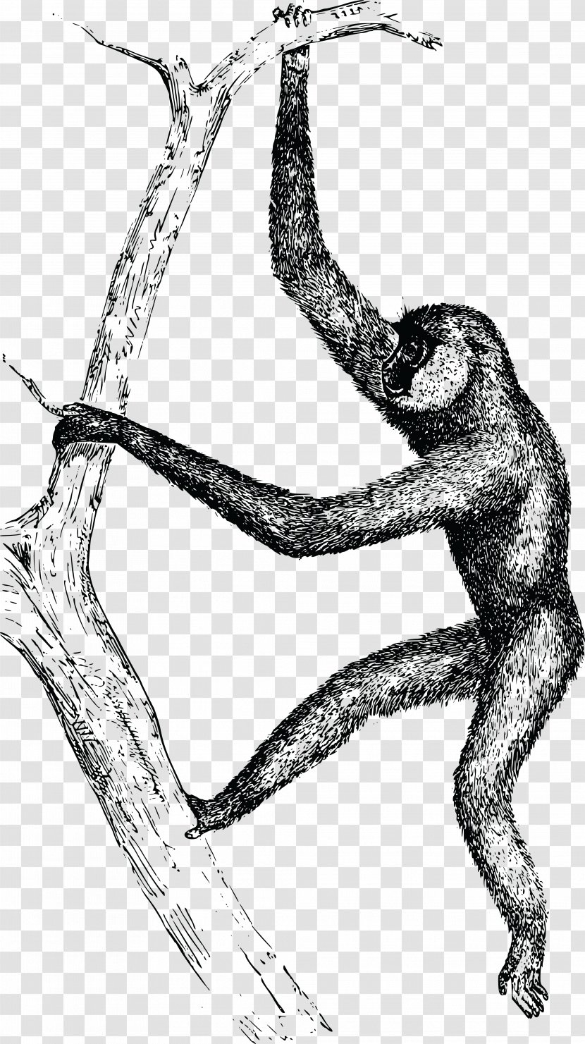 Gibbon Homo Sapiens Clip Art - Heart - Monkey Transparent PNG